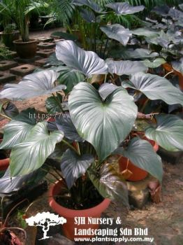 S020604 Colocasia Esculenta 'Blackmagic'