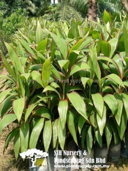 S020605 Cordyline Fruticosa 'Calypso Queen'