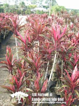 S020701 Cordyline Fruticosa 'Firebrand'