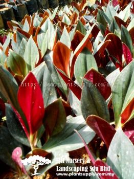 S020902 Costus Erythrophyllus (Violet Spiral Flag)