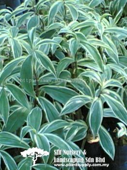 S020903 Costus Speciosus 'Marginatus'