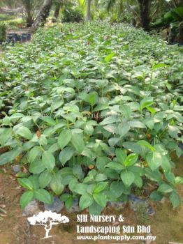 S020904 Costus Woodsonii