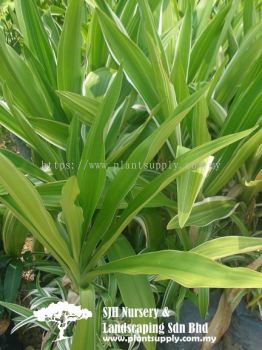 S021001 Crinum Variegated