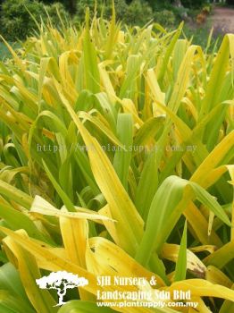 S021002 Crinum Zanthophyllum