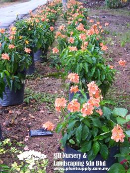 S021003 Crossandra Infundibuliformis 'Orange' (Firecracker Flower)