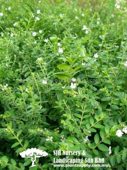 S030102 Cuphea Hyssopifolia 'Alba' (Cuphea)