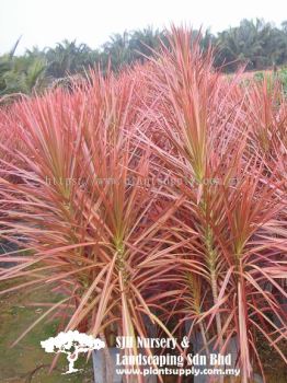 S030401 Dracaena Marginata 'Colorama' (Rainbow Tree)