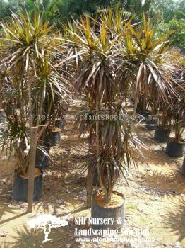 S030402 Dracaena 'New Species'