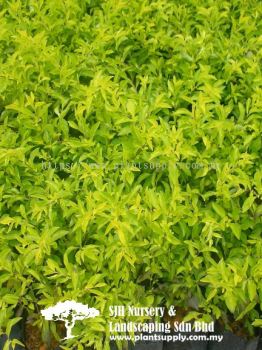 S030601 Duranta 'Dwarf Yellow'