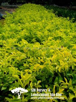 S030603 Duranta 'Dwarf Yellow'