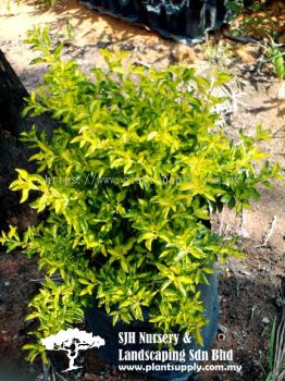 S030605 Duranta 'Gold' New Spp