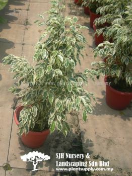 S030805 Ficus Benjamina 'Variegated White'