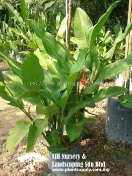 S040201 Heliconia Caribaea