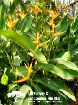 S040203 Heliconia 'Golen Torch'