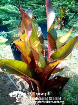 S040205 Heliconia Indica 'Spectabilis'