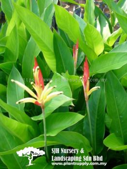 S040301 Heliconia Psittacorum 'Andromeda'