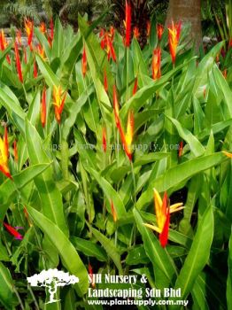 S040302 Heliconia Psittacorum 'Fireflash'