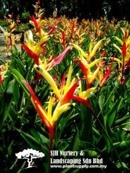 S040303 Heliconia Psittacorum 'Lady Di'