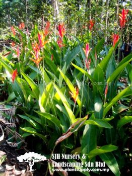 S040304 Heliconia Psittacorum Rubra