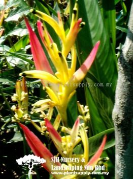 S040401 Heliconia Psittacorum 'Strawberries & Cream'