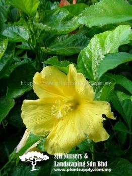 S040404 Hibiscus Brackenridgei