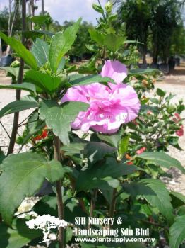 S040405 Hibiscus Hybrids