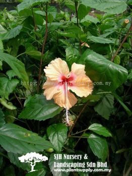 S040503 Hibiscus Orange