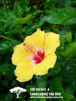 S040601 Hibiscus Rosa-Sinensis 'Lateritia'