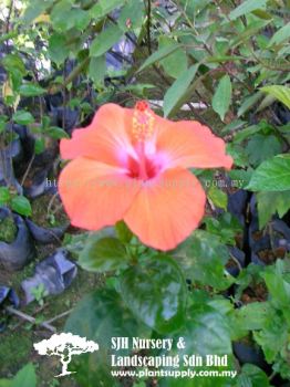 S040602 Hibiscus Rosa-Sinensis 'Orange'