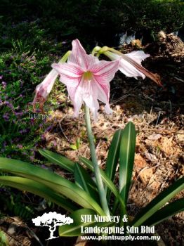 S040801 Hippeastrum Reticulatum Var. Striatifolium 'Lily Pink'