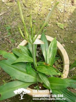 S040901 Hymenocallis Littoralis (Spider Lily)