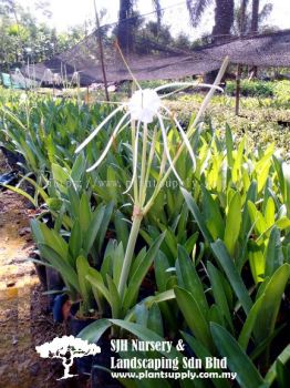 S040902 Hymenocallis Speciosa (Spider Lily)