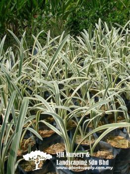 S040903 Hymenocallis Speciosa 'Variegated'