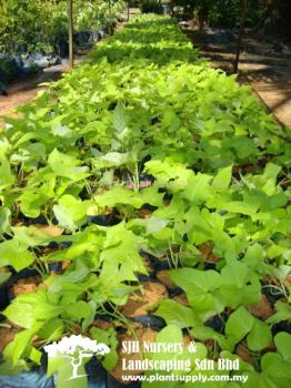 S040904 Ipomoea Batatas 'Yellow'