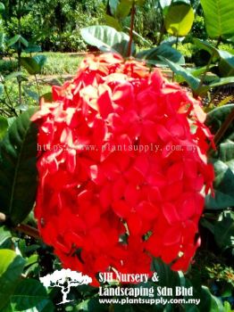 S041002 Ixora 'Coccinea Red'