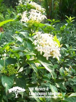 S041003 Ixora Compacta 'White'