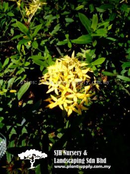 S050201 Ixora 'Dwarf Yellow'