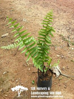 S050704 Nephrolepis Biserrata