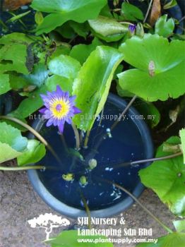 S050705 Nymphaea Cultivar Purple