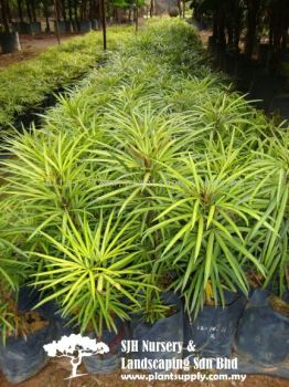 S050803 Osmoxylum Lineare 'Yellow'