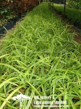 S050805 Pandanus Pygmaeus