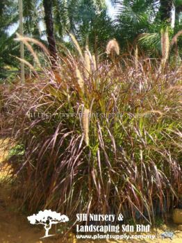 S050901 Pennisetum Setaceum 'Rubrum'