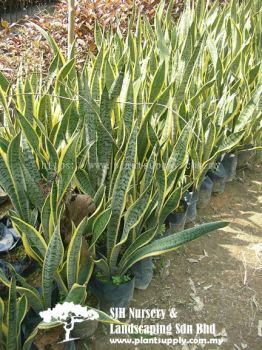 S051004 Sansevieria Trifasciata Laurenti