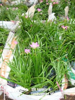 S060305 Zephyranthes Rosea