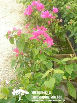 C010203 Bougainvillea 'Elizabeth Angus'