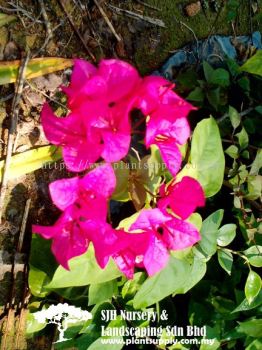 C010205 Bougainvillea Glabra 'Red'