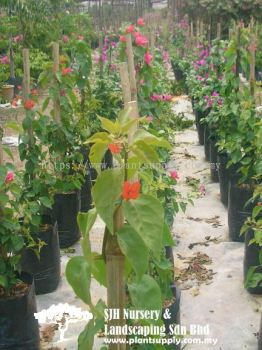 C010301 Bougainvillea 'Louis Wathen'