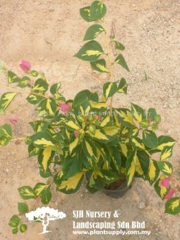 C010303 Bougainvillea 'Mrs Eva Mauve Variegata'