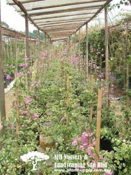 C010304 Bougainvillea 'Mrs Eva Variegata White'