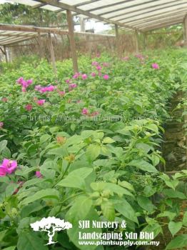 C010305 Bougainvillea 'Mrs Eva'